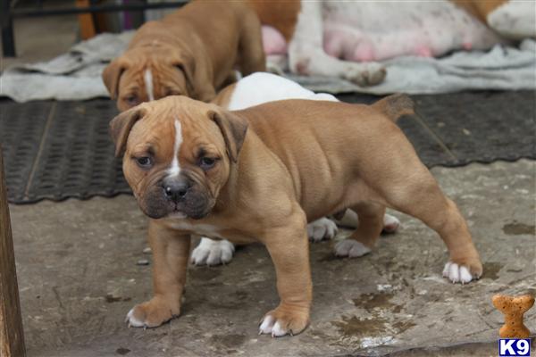 american bandogge mastiff puppies