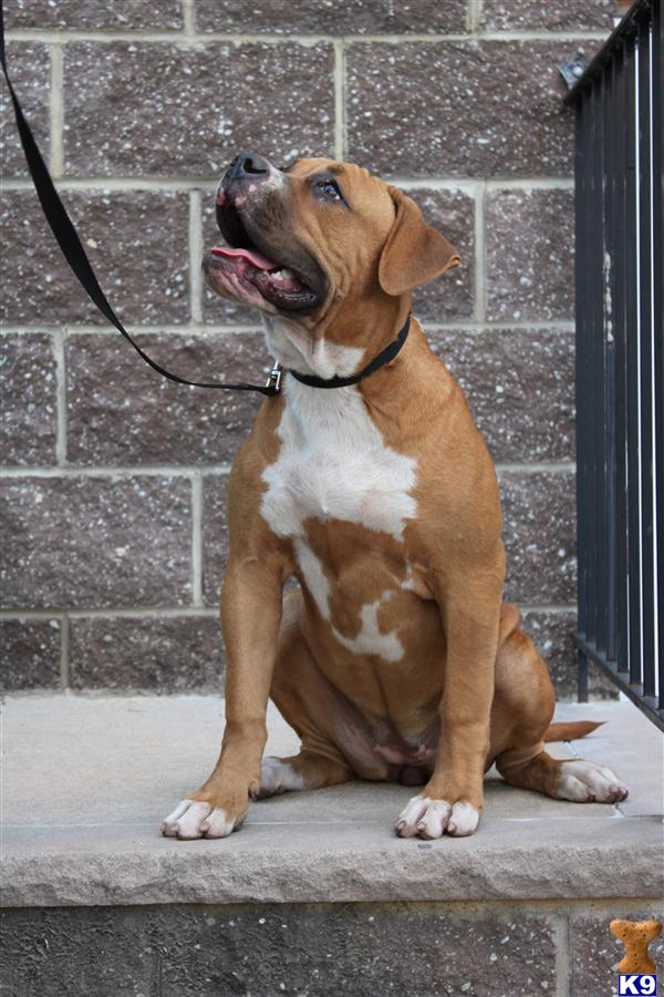 bandog puppies for sale american bandogge mastiff puppy for sale bandog pupps for sale 6 years bandog puppies for sale american bandogge mastiff puppy for sale bandog pupps for sale 6 years