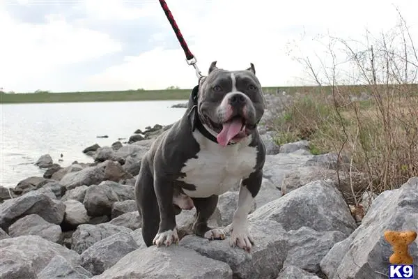 American Bully stud dog