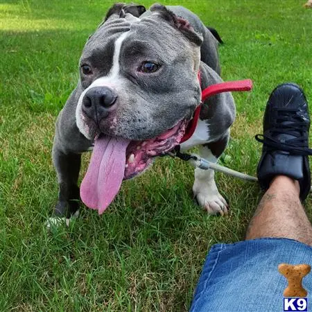 American Bully stud dog