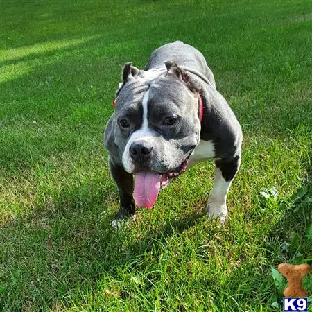 American Bully stud dog