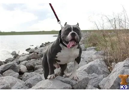 American Bully