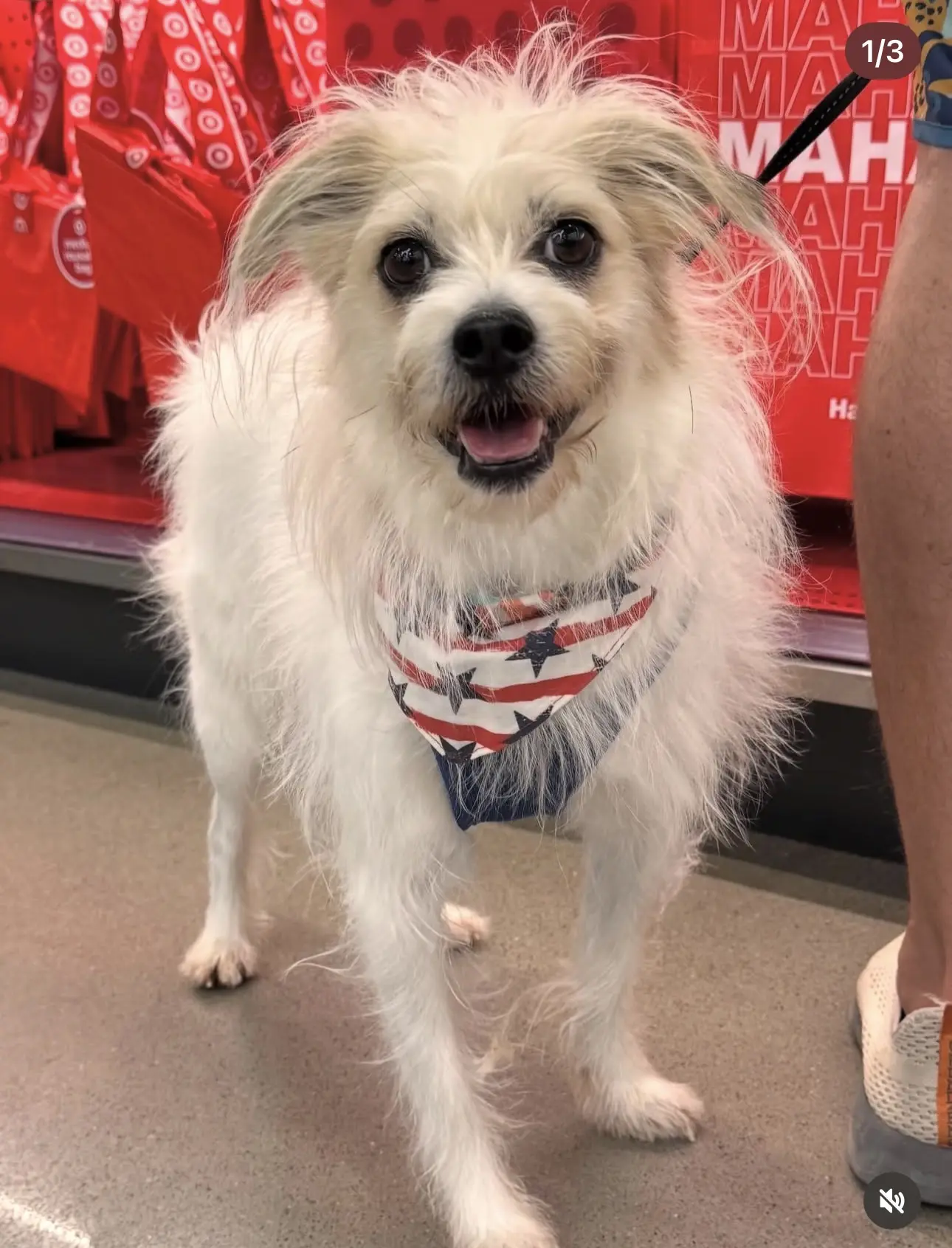 Jack Russell Terrier stud dog: Fluffy white dog wearing a blue bandana, smiling indoors