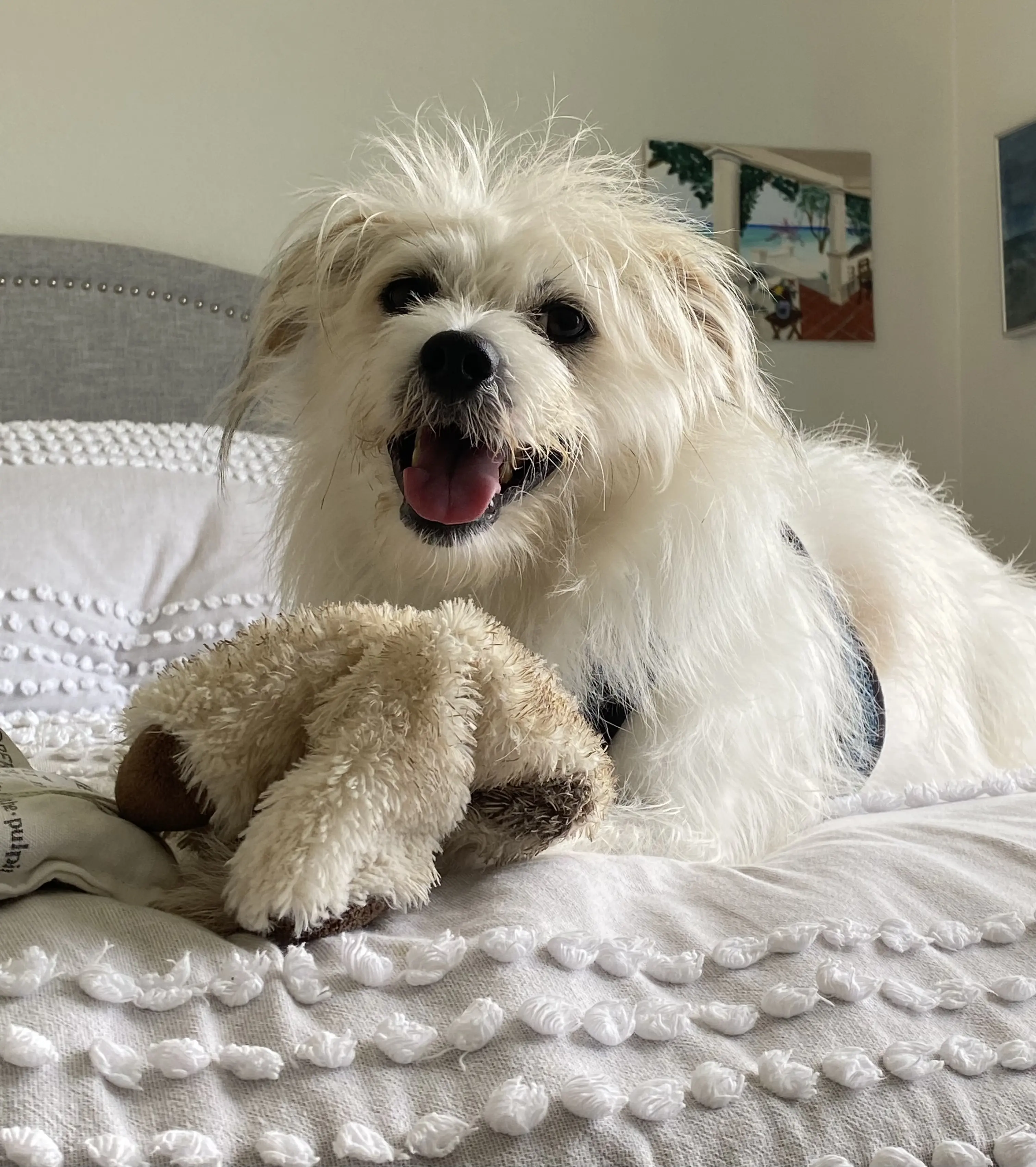 Jack Russell Terrier stud dog: Fluffy white dog with a happy expression on a bed