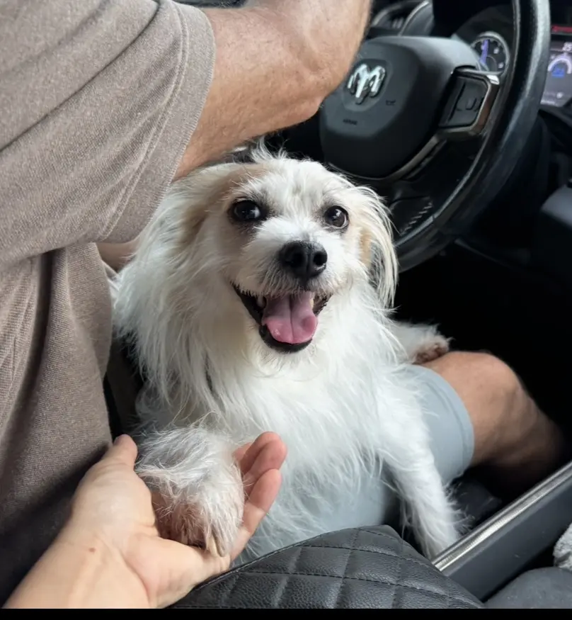 Jack Russell Terrier stud dog: Happy Jack Russell Terrier with a white and tan coat in a car