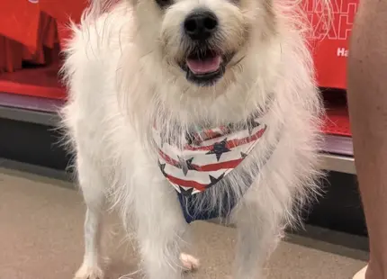 Jack Russell Terrier stud dog: Fluffy white dog wearing a blue bandana, smiling indoors