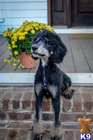 Poodle stud dog