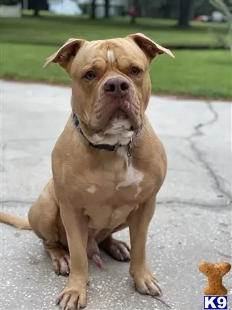 American Bulldog stud dog