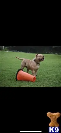 American Bulldog stud dog