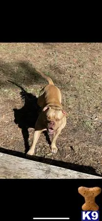 American Bulldog stud dog