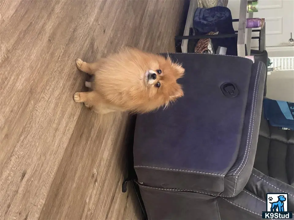 Pomeranian stud dog