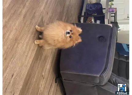 Pomeranian