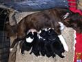 border collie puppy posted by ebrazzel