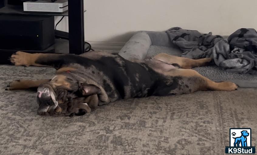 a english bulldog dog lying on a bed