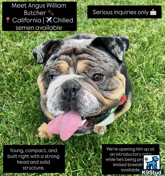 a english bulldog dog lying in the grass