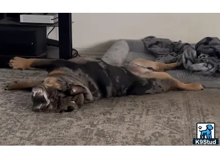 a english bulldog dog lying on a bed