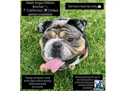 a english bulldog dog lying in the grass