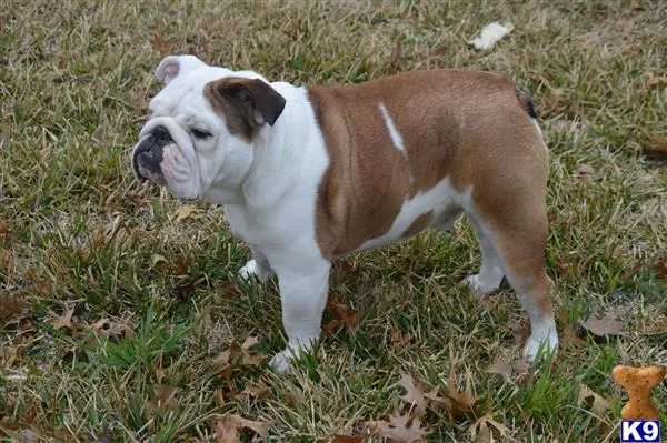 English Bulldog stud dog