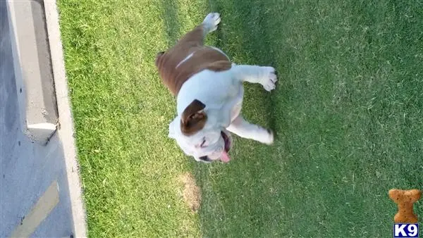 English Bulldog stud dog