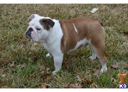 English Bulldog