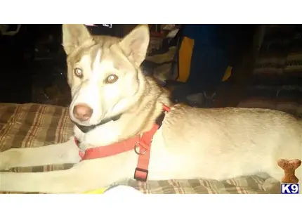 a white siberian husky dog with a red collar