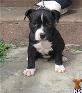 American Pit Bull