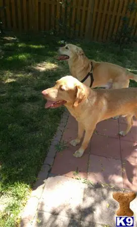 Labrador Retriever stud dog