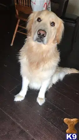 Golden Retriever stud dog