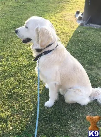 Golden Retriever stud dog