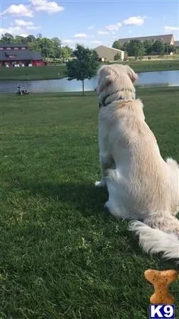 Golden Retriever stud dog