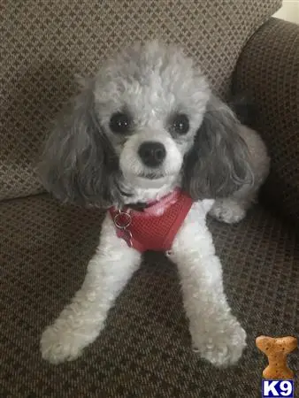 Poodle female dog