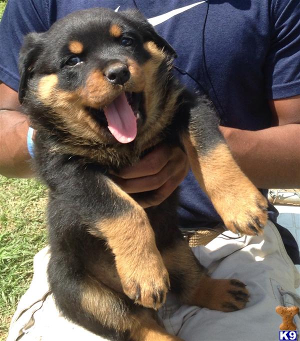 Rottweiler Puppy For Sale Akc Rottweiler Puppies For Sale 7 Years Old