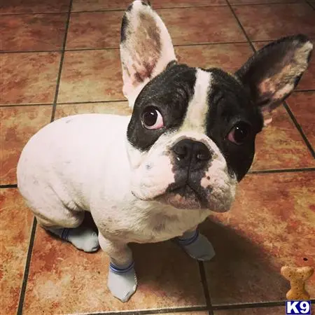 French Bulldog stud dog: a french bulldog dog wearing a garment