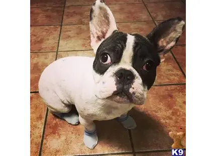 French Bulldog stud dog: a french bulldog dog wearing a garment