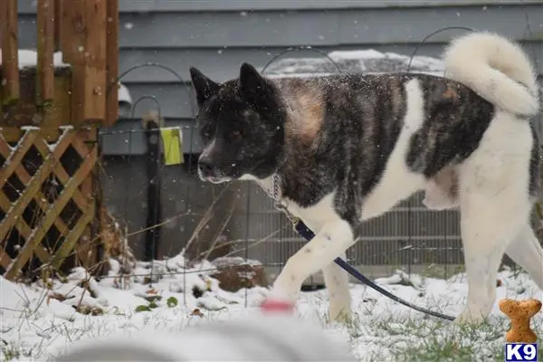 Akita stud dog