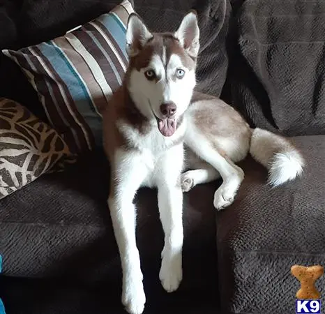 Siberian Husky stud dog