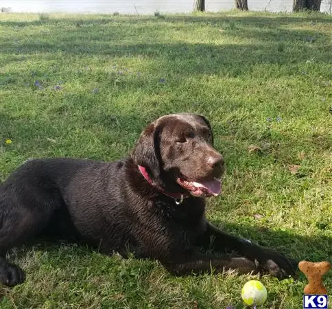 Labrador Retriever stud dog: a labrador retriever dog lying in the grass