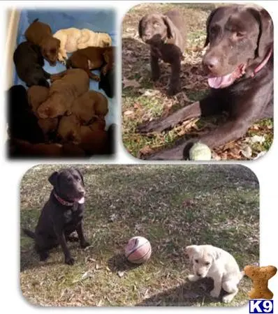 Labrador Retriever stud dog: a collage of labrador retriever dogs