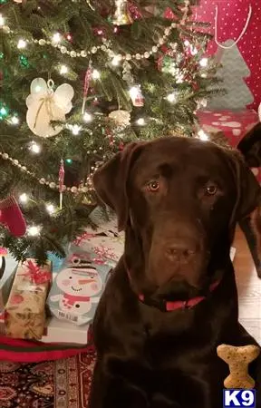 Labrador Retriever stud dog: a labrador retriever dog sitting in front of a christmas tree