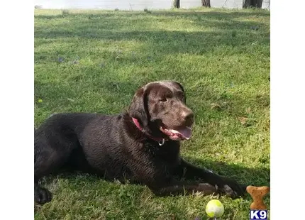 Labrador Retriever stud dog: a labrador retriever dog lying in the grass