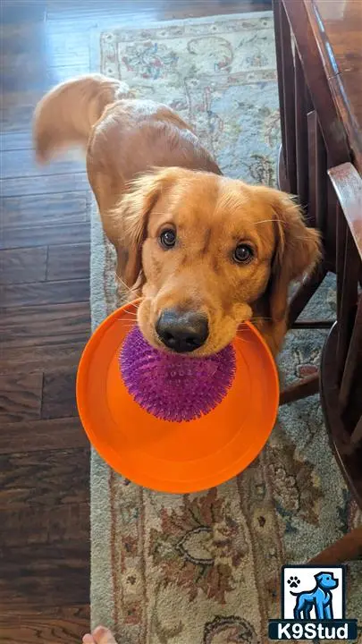 Golden Retriever stud dog