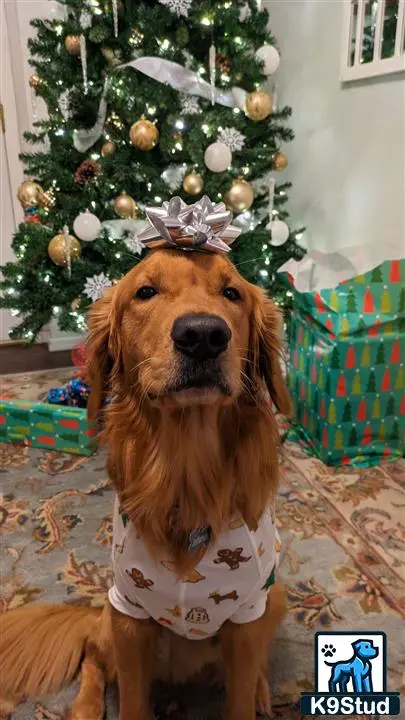 Golden Retriever stud dog