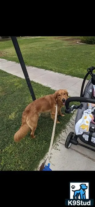 Golden Retriever stud dog