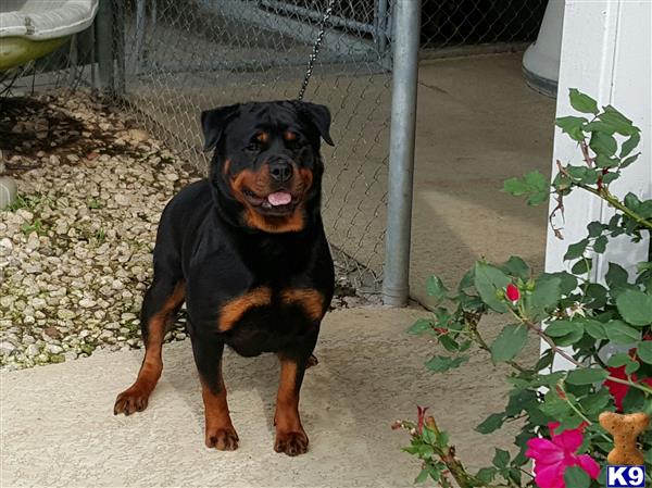 Rottweiler dog