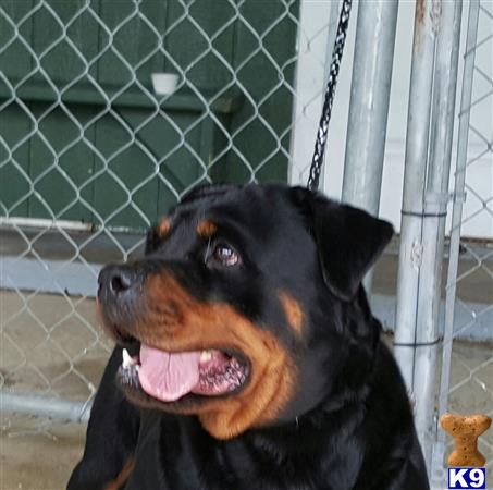 Rottweiler dog