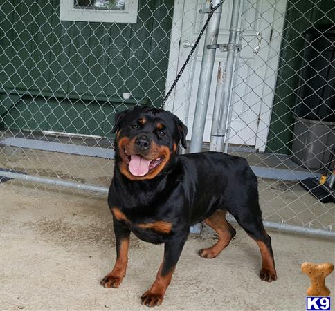 Rottweiler dog