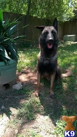 Belgian Malinois stud dog