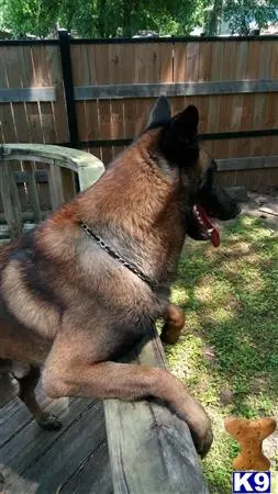 Belgian Malinois stud dog