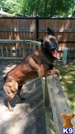 Belgian Malinois stud dog