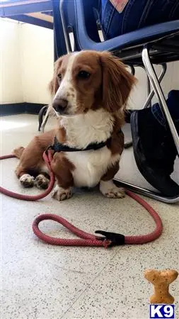 Dachshund stud dog